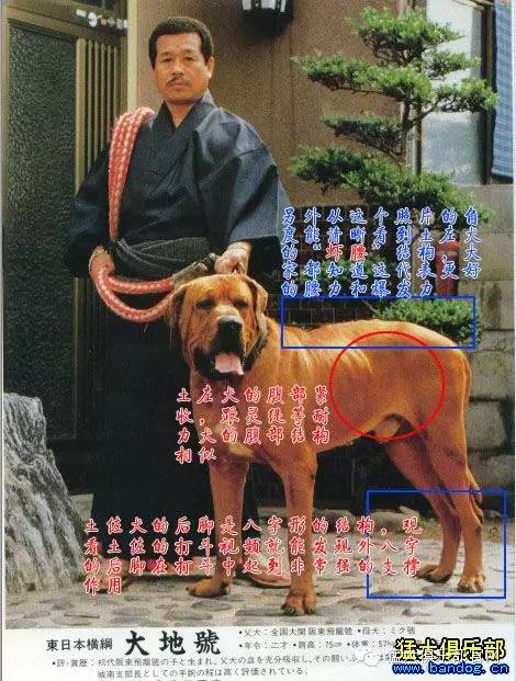 图解标准的东瀛武士 土左犬