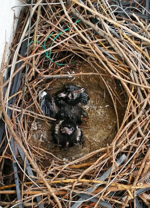 小喜鹊成长的故事 写美篇 大雨中,喜鹊妈妈没了踪影,喜鹊宝宝吃什么呢