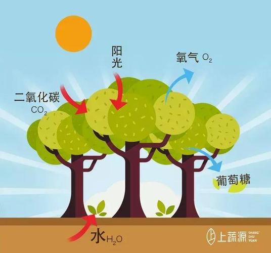 光合作用是指绿色植物藻类等在阳光的作用条件下,利用水和二氧化碳等