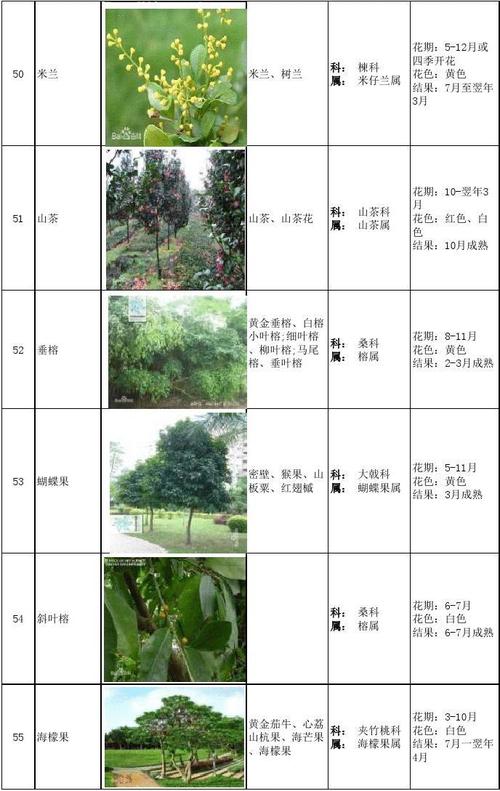 最系统的常见园林植物表——常绿乔木
