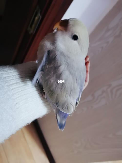 紫美桂牡丹鹦鹉宝贝旧照_牡丹_牡丹鹦鹉_宠物_宠物其他