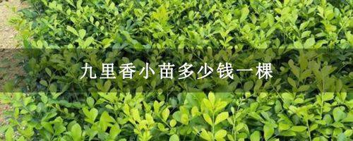 5元一棵;高度30公分九里香小苗价格1元一棵;高度40公分九里香小苗价格