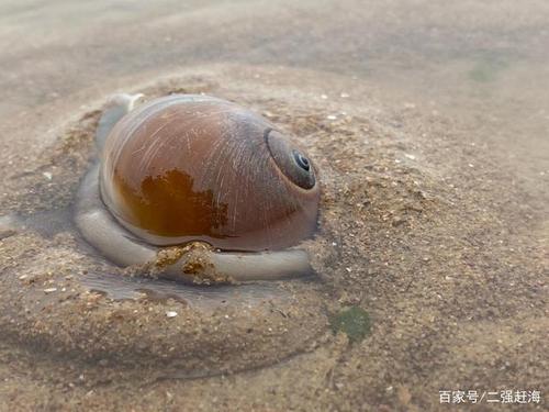 今天赶海发现猫眼螺真漂亮