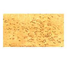 桦木树瘤(birch,european white)