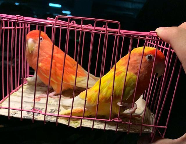 两只变异黄桃牡丹,孵出一窝红色牡丹鹦鹉,网友:肯定活