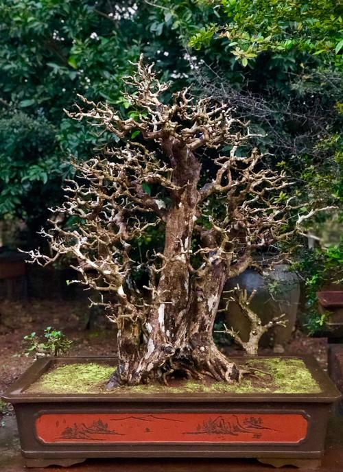 一本多杆型博兰盆景修剪,盆龄22年