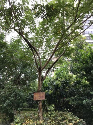 香木树