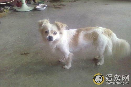 蝴蝶犬串串图片及介绍