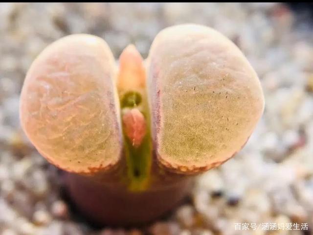 这是一颗荧光黄风铃玉,好看吧