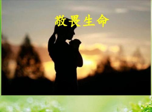 尊重生命,敬畏生命