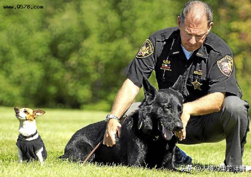 世界最小警犬,陪伴主人14年,却在同一天去世,一人一狗合葬一处