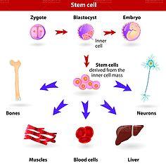 人体医学各种器官细胞组织