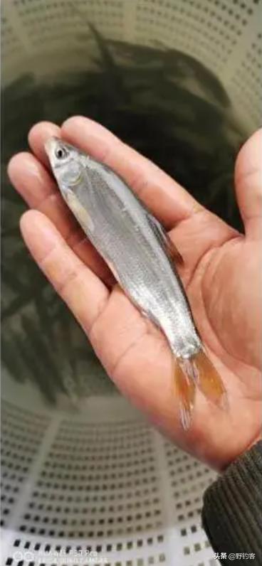 野钓客带你走近黄尾鲴