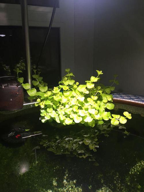 2种小野草,容易认错成铜钱草,丢鱼缸里,比买的水草还能长!