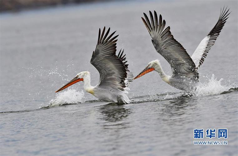 捕获鱼的鸬鹚遭受到鹈鹕粗大脚掌和超大翅膀的恫吓,甩鱼潜逃,肥美的
