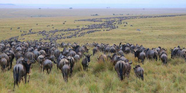 独居的老虎,若放到草原上生活,有可能发展成群居动物吗?