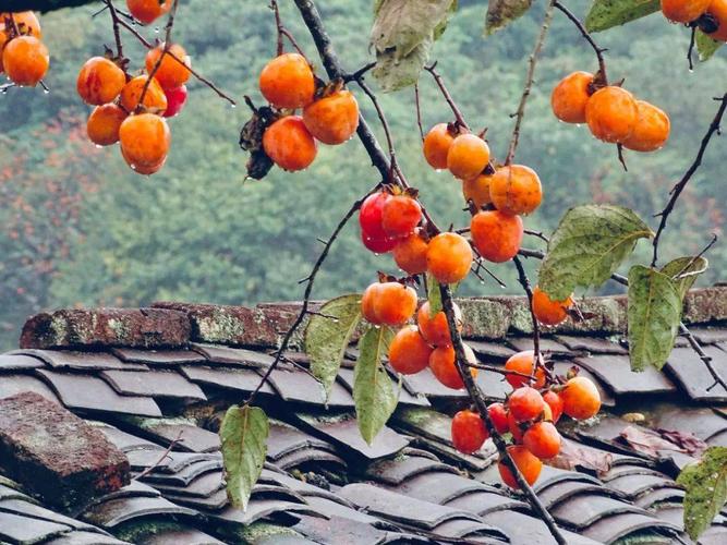 【从化最美秋色】11月8日周日 行摄桂峰柿子海 邂逅广州最北莲麻村