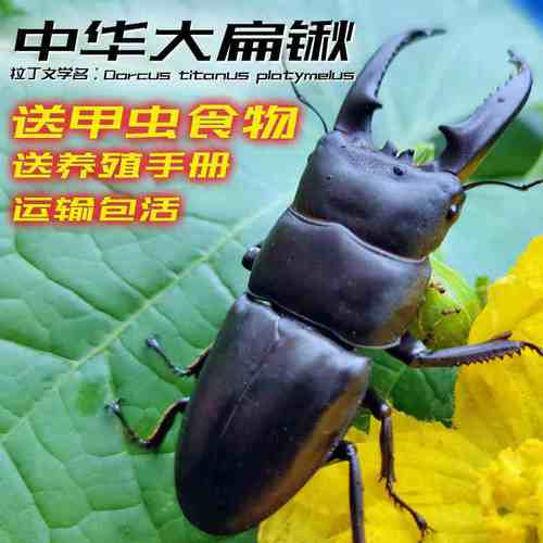 独角仙活虫昆虫活物活体昆虫中华大扁锹犀牛甲虫锹楸仙甲虫宠物虫