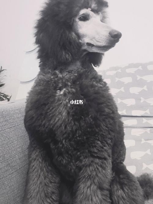 高级灰色巨贵妹妹_巨型贵宾_宠物_狗