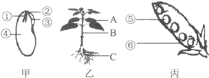 如图为菜豆不同生长发育时期的结构示意图.请分析回答