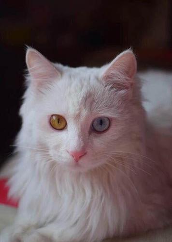 600异瞳,双色眼睛,纯白色—黑龙江哈尔滨道外区波斯猫
