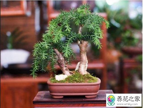 澳洲杉的寓意及盆景摆放风水禁忌