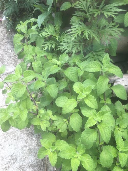 百度猫薄荷的时候看到的图片,原来这种右薄荷味的植物就是猫薄荷呢