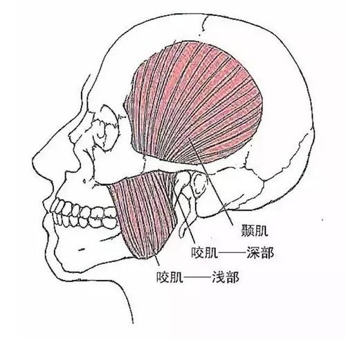 常见软组织损伤压痛点——颞肌压痛点