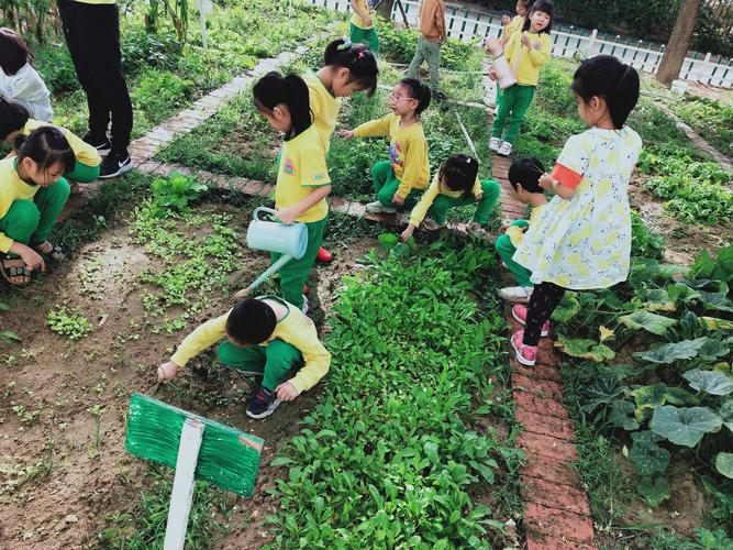 创意梦嘟嘟幼儿园之小菜园