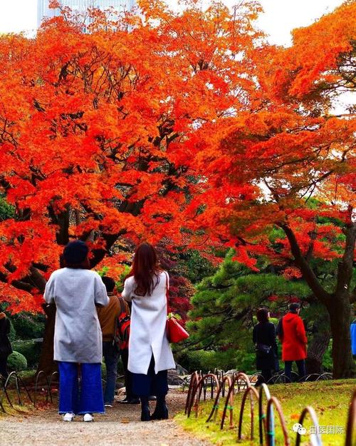 秋季东京5大赏红叶打卡热点11月上旬盛放