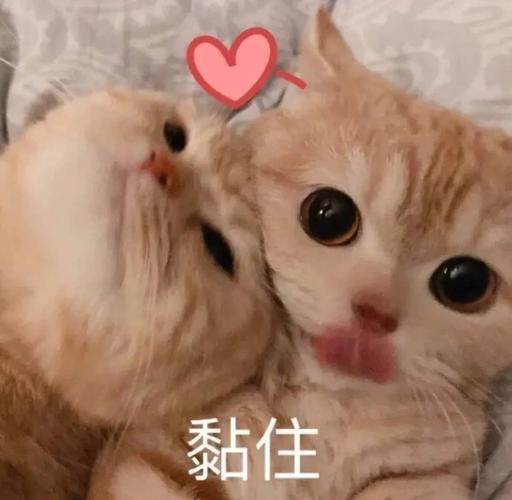 表情包|没钱就不要学别人谈恋爱好吧