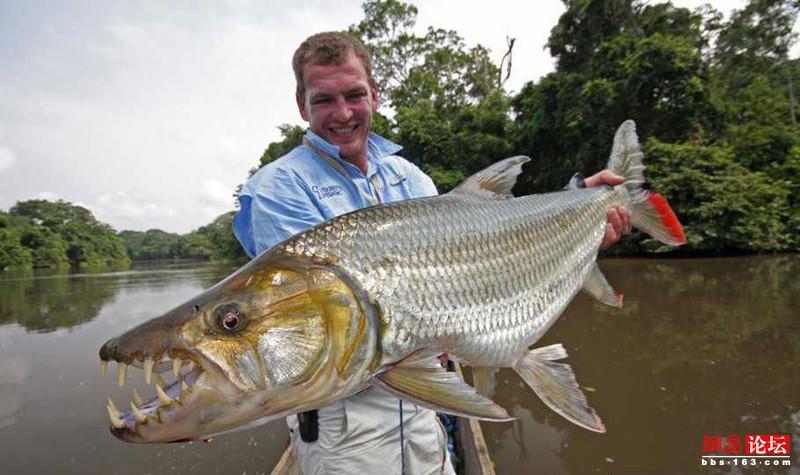 恐怖! 让人闻风丧胆的"食人鱼"