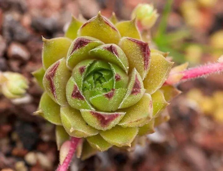 多肉03多肉长生草石头缝里都能长零下20度冻不死