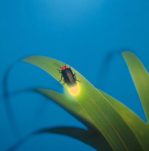 萤火虫