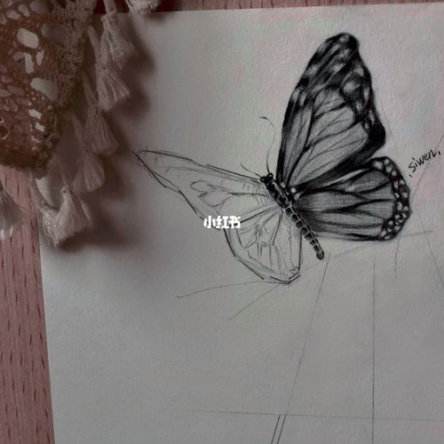 素描蝴蝶_素描_我的日常_文化_绘画