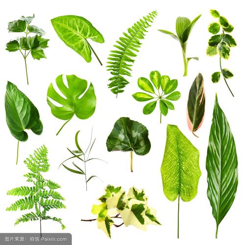 背景壁纸绿色绿叶,设计矢量矢量图树叶,素材植物桌面1024