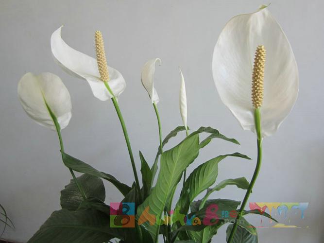 一帆风顺花图片简笔画