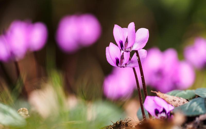 花朵,陌上花开缓缓归,唯美,花海,聚焦,风景,微距花朵壁纸图片
