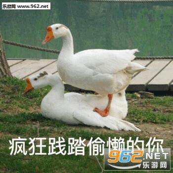 大白鹅学习表情包