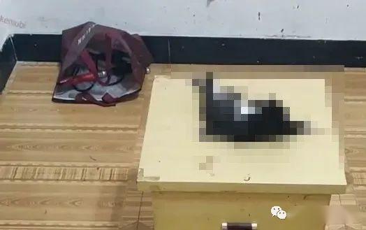 该名男大学生通过电击,掏肠,火烧,剥皮等手法来虐待猫咪,场面十分血腥