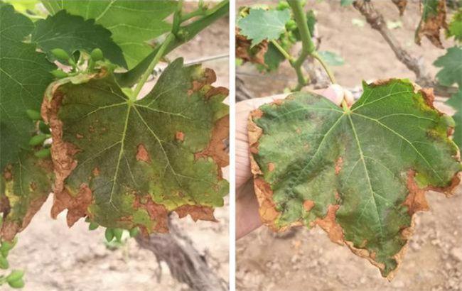 葡萄叶发黄是什么原因造成的从叶片6个细节可以分析出来