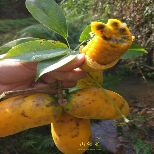 购客天然新鲜纯野生水果野果萝藤包五叶木通果九月瓜牛藤牛卵坨牛哈卵