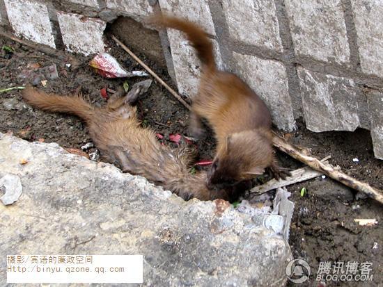 7.幼小的黄鼠狼悲戚而吃力地拖动着同伴的尸体.