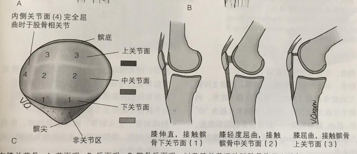 根据膝关节的解剖结构(除了股骨,髌骨及胫骨等骨性结构外,还有股四头