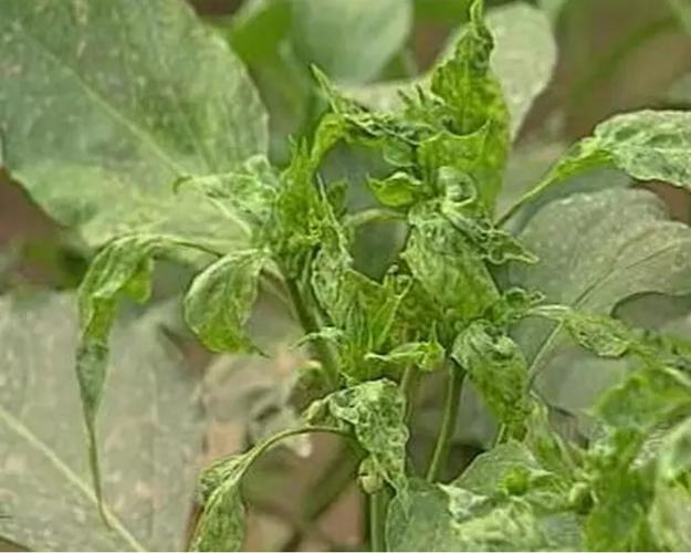 该如何防治辣椒苗卷叶病呢?