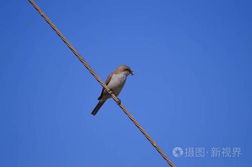 麻雀在一条线上摆着一只蟋蟀的喙马莱迈