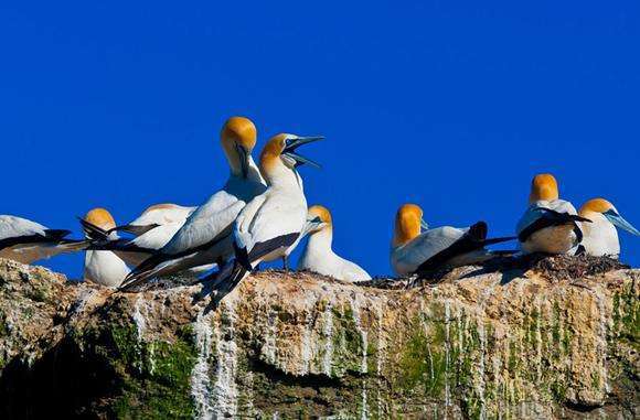 拐子角塘鹅保护区