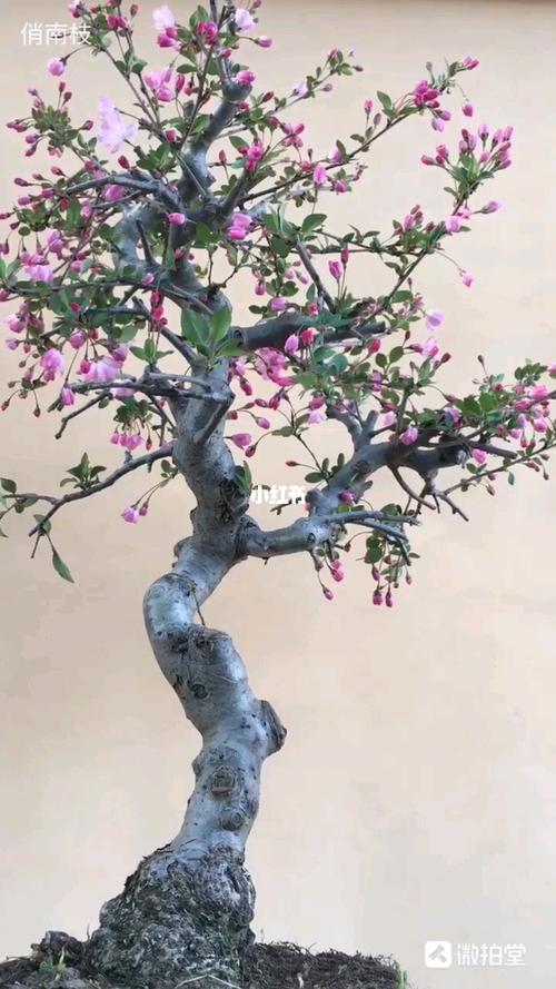 垂丝海棠老桩盆景_家居家装_家居装饰