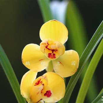 0起拍…精选…【黄荷梅】带芽 - 中国兰花交易网