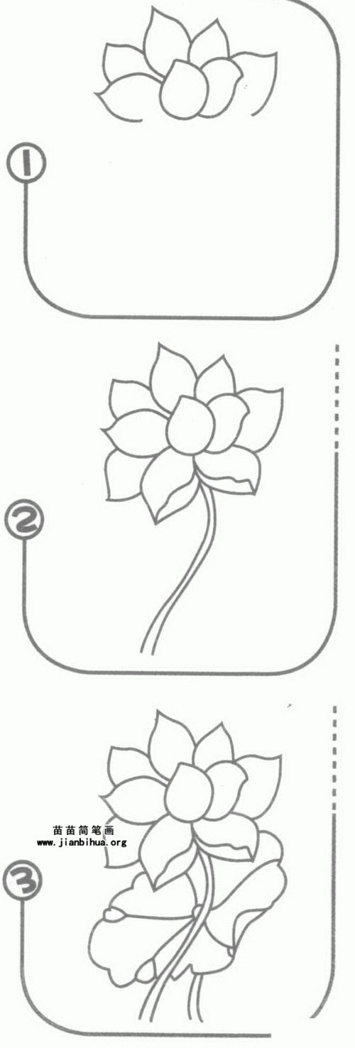 又名莲花,水芙蓉等.是莲属多年生水生草本花卉.